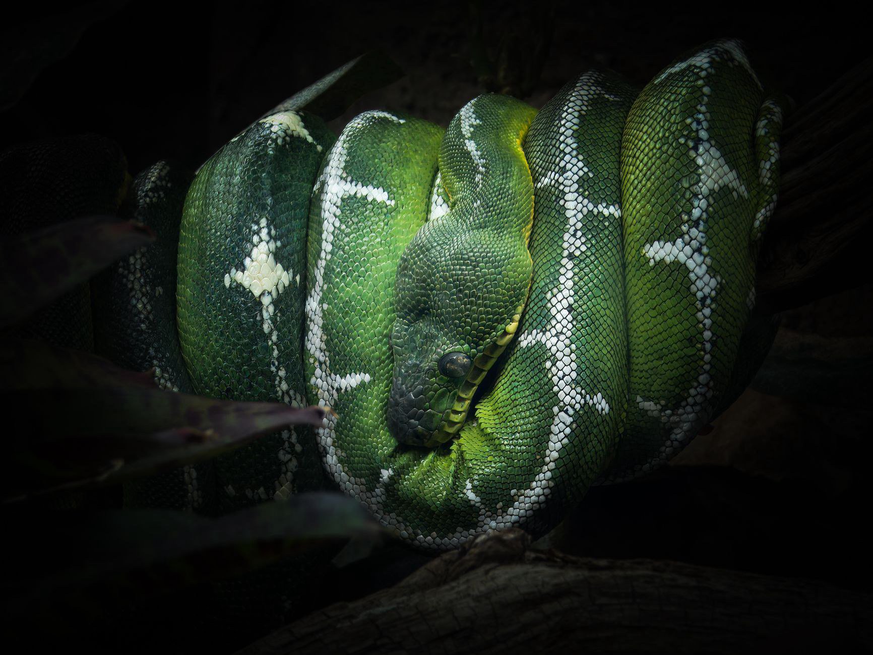 Top 10 câu hỏi thường gặp về lệnh print Python